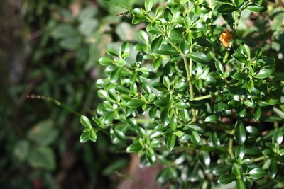 Psychotria daphnoides, photographed by Greg Tasney