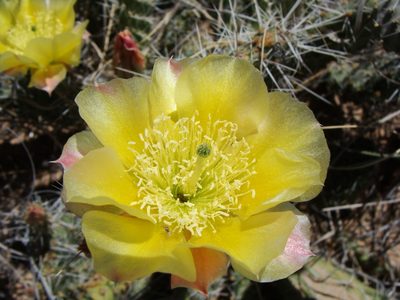 Opuntia arenaria, photographed by Alejandro Sigala Chávez