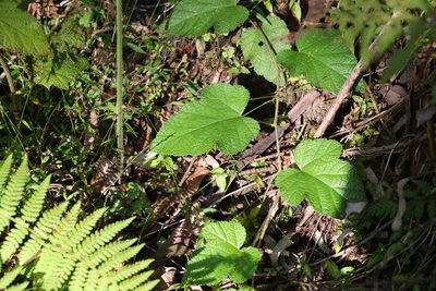 Rubus moluccanus, photographed by Greg Tasney