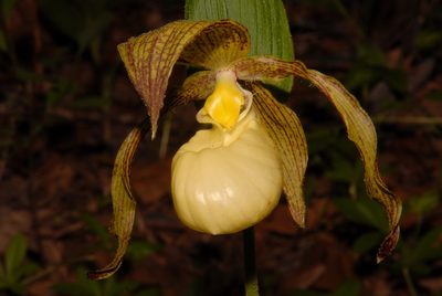 Cypripedium kentuckiense, photographed by Brian Finzel