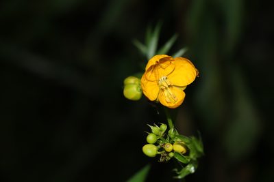 Senna sophera, photographed by Greg Tasney