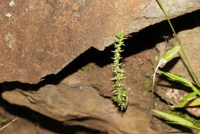 Crassula sieberiana, photographed by Greg Tasney