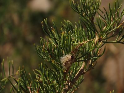 Adesmia pinifolia, photographed by Nicolás Lavandero