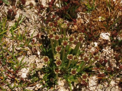 Colobanthus quitensis, photographed by Nicolás Lavandero
