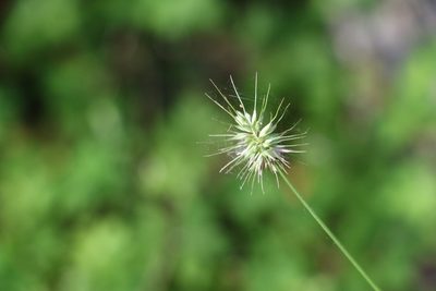 Echinopogon ovatus, photographed by Greg Tasney