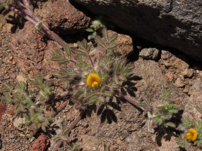 Adesmia capitellata, photographed by Nicolás Lavandero
