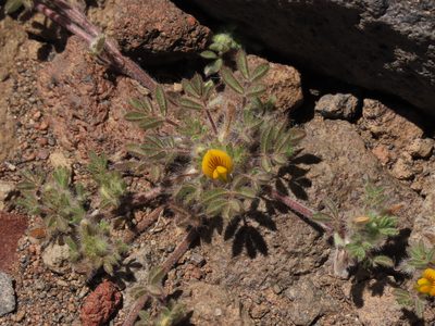 Adesmia capitellata, photographed by Nicolás Lavandero