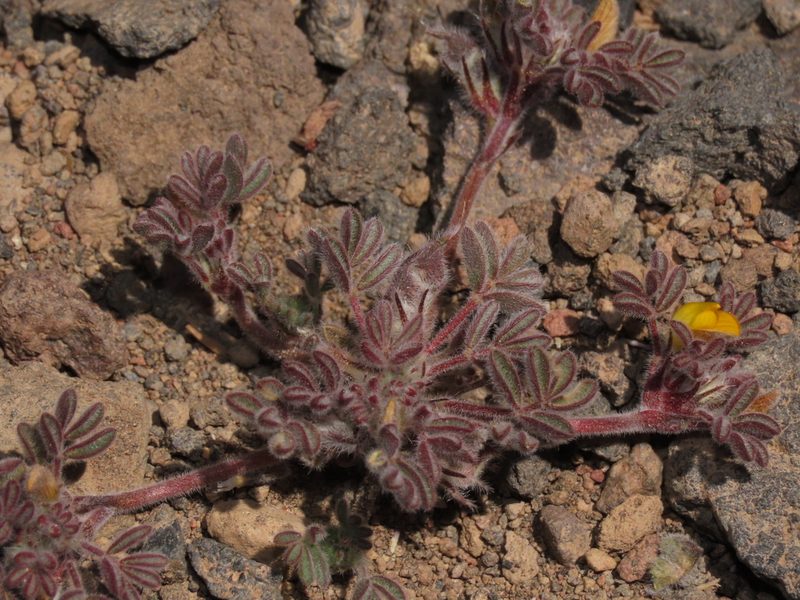 Adesmia capitellata, photographed by Nicolás Lavandero