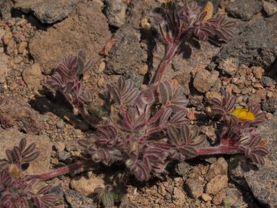 Adesmia capitellata, photographed by Nicolás Lavandero