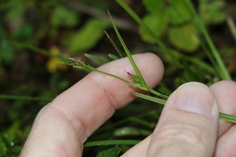 Scleria mackaviensis, photographed by Greg Tasney
