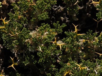 Adesmia hemisphaerica, photographed by Nicolás Lavandero
