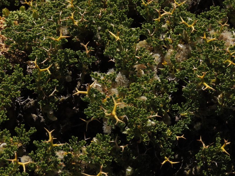 Adesmia hemisphaerica, photographed by Nicolás Lavandero