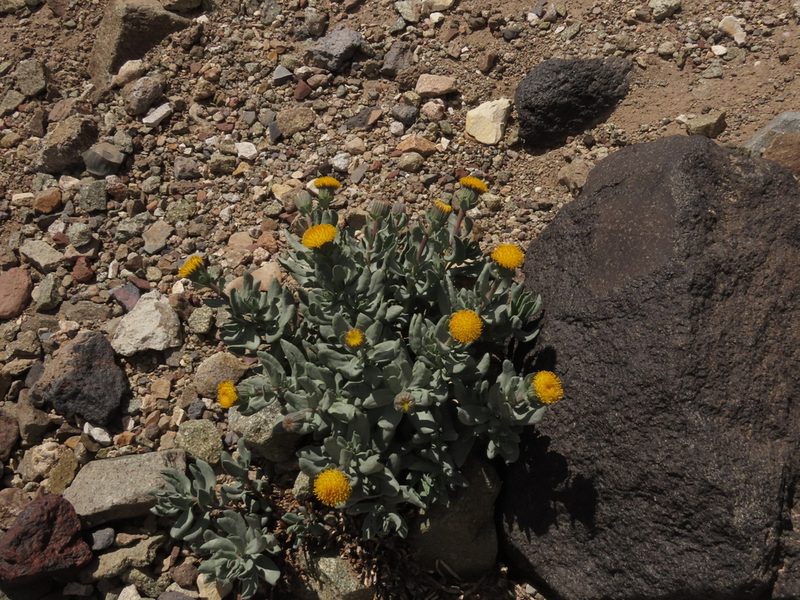 Senecio lithostaurus, photographed by Nicolás Lavandero