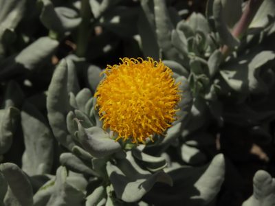 Senecio lithostaurus, photographed by Nicolás Lavandero