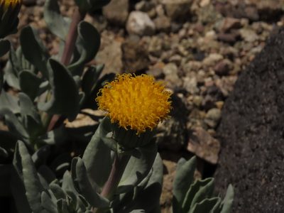 Senecio lithostaurus, photographed by Nicolás Lavandero
