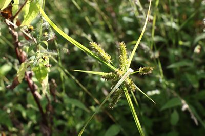 Cyperus cyperoides, photographed by Greg Tasney