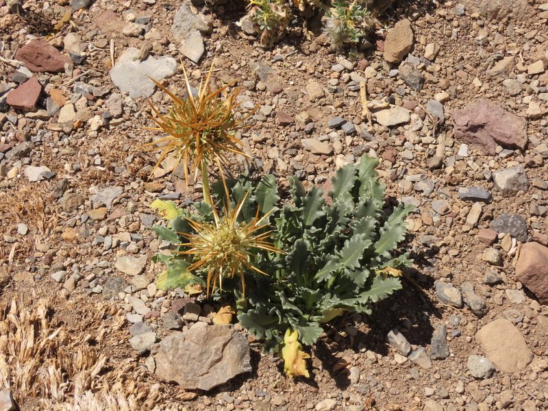 Calycera herbacea, photographed by Nicolás Lavandero