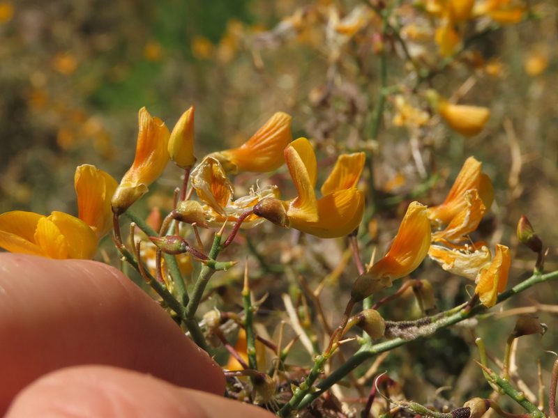 Adesmia obovata, photographed by Nicolás Lavandero