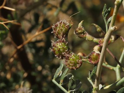 Adesmia obovata, photographed by Nicolás Lavandero