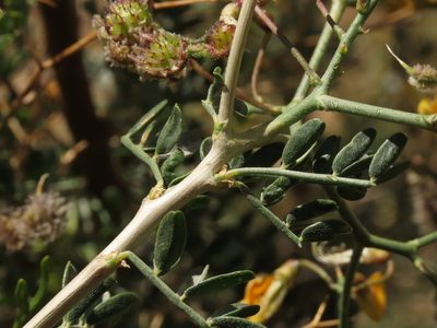 Adesmia obovata, photographed by Nicolás Lavandero