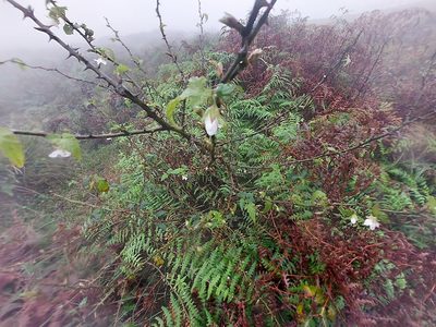 Rubus corchorifolius, photographed by 胡正恆(Jackson Hu)
