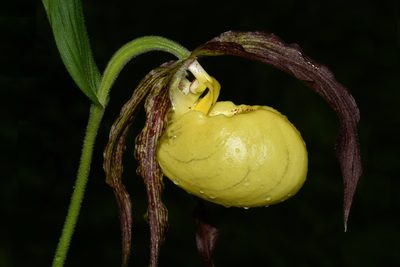 Cypripedium kentuckiense, photographed by Brian Finzel