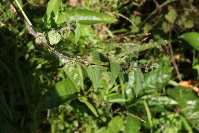 Urtica incisa, photographed by Greg Tasney