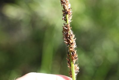 Carex appressa, photographed by Greg Tasney