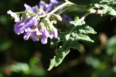Solanum semiarmatum, photographed by Greg Tasney