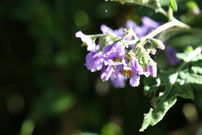 Solanum semiarmatum, photographed by Greg Tasney