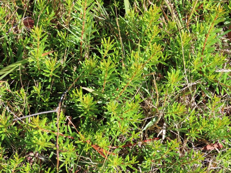 Persoonia chamaepeuce, photographed by Elspeth Swan
