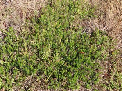 Persoonia chamaepeuce, photographed by Elspeth Swan
