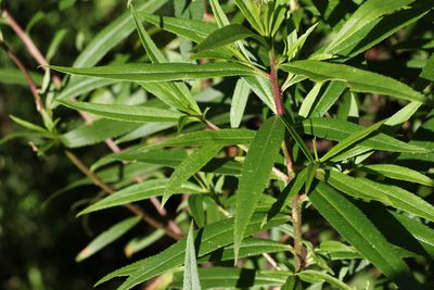 Myoporum betcheanum, photographed by Greg Tasney