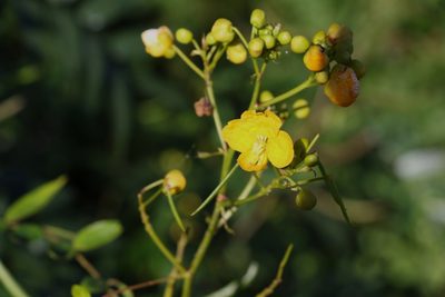 Senna sophera, photographed by Greg Tasney