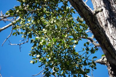 Phoradendron macrophyllum, photographed by Ken-ichi Ueda