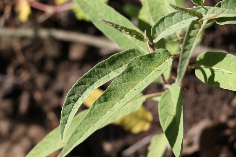 Solanum limitare, photographed by Greg Tasney