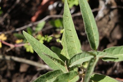 Solanum limitare, photographed by Greg Tasney