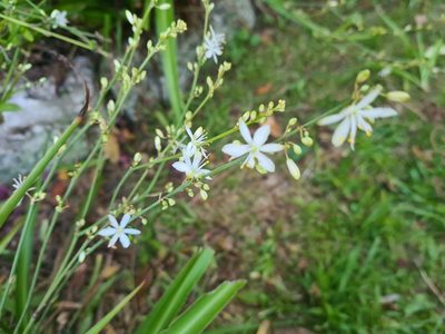 Chlorophytum comosum, photographed by Krystal