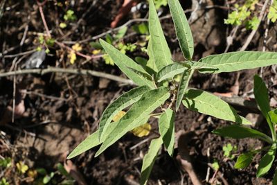 Solanum limitare, photographed by Greg Tasney