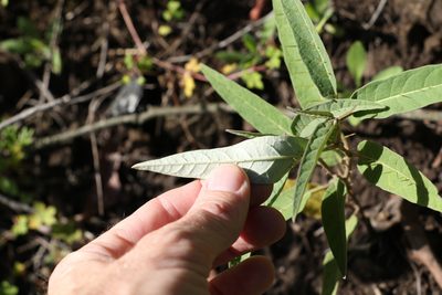 Solanum limitare, photographed by Greg Tasney