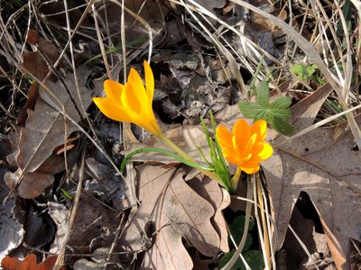 Crocus flavus, photographed by katunchik