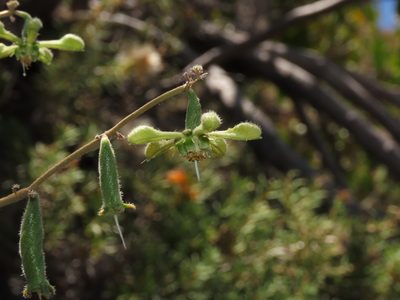 Blumenbachia dissecta, photographed by Nicolás Lavandero