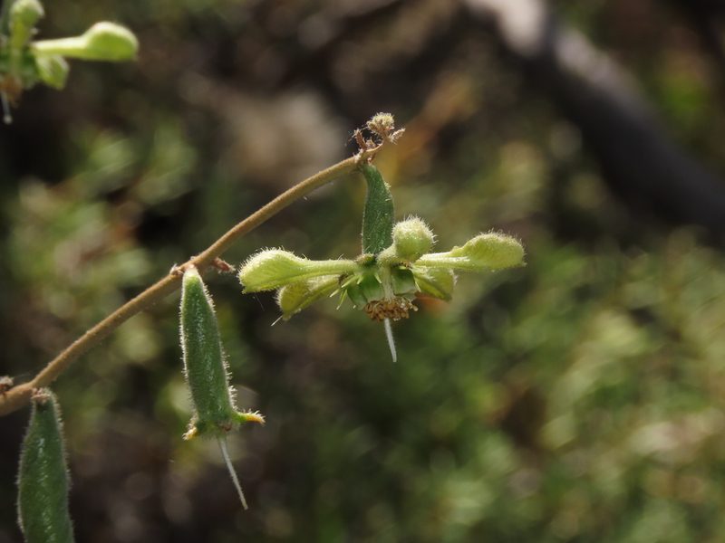 Blumenbachia dissecta, photographed by Nicolás Lavandero