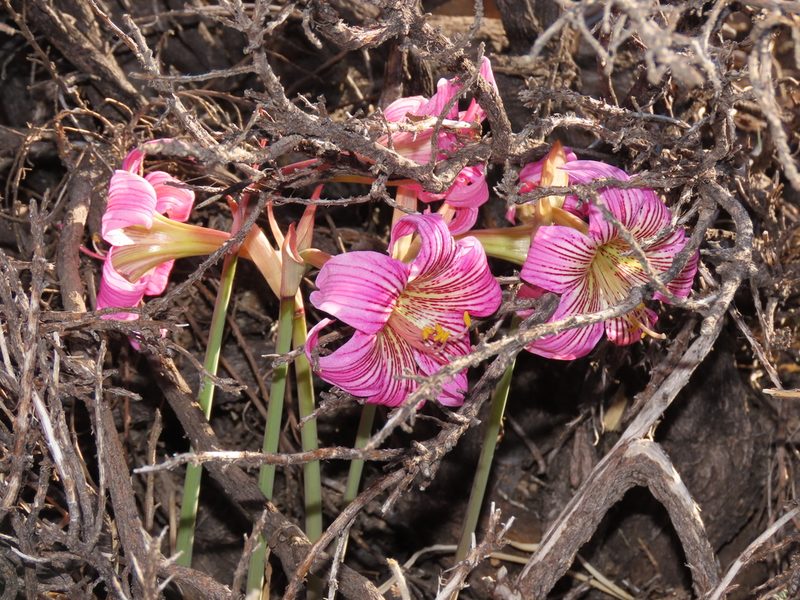 Rhodolirium montanum, photographed by Nicolás Lavandero