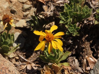 Haplopappus anthylloides, photographed by Nicolás Lavandero