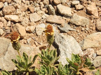 Haplopappus anthylloides, photographed by Nicolás Lavandero