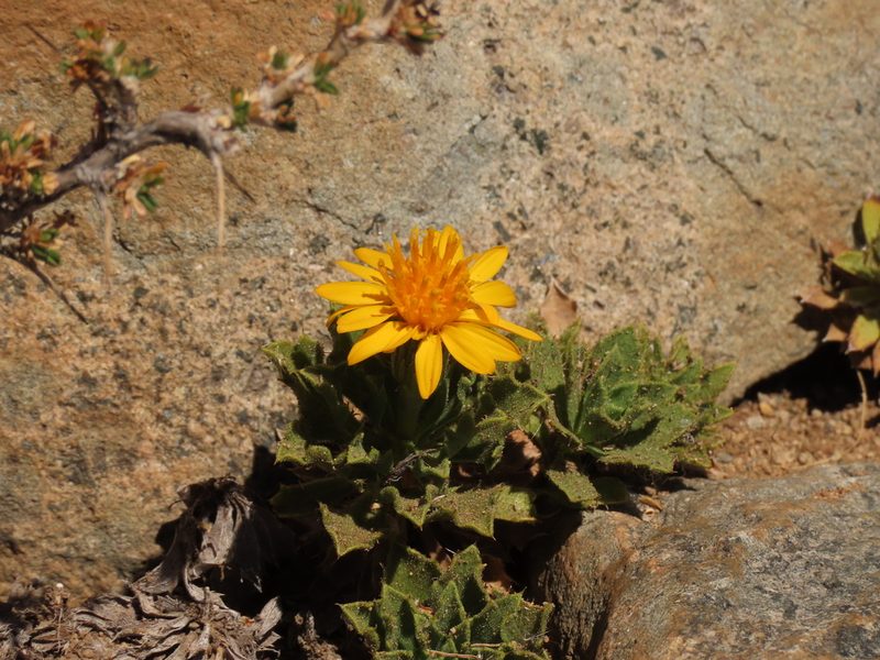 Haplopappus anthylloides, photographed by Nicolás Lavandero