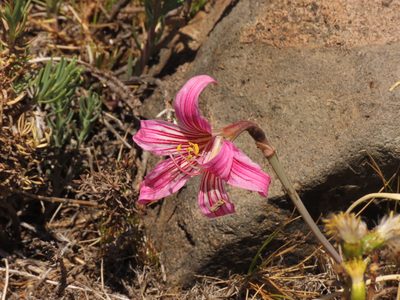 Rhodolirium montanum, photographed by Nicolás Lavandero