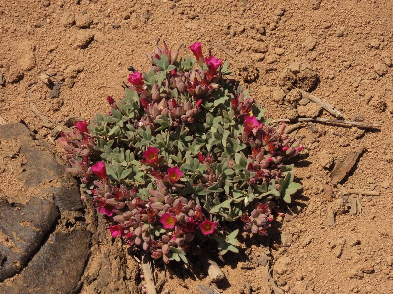 Oxalis squamata, photographed by Nicolás Lavandero