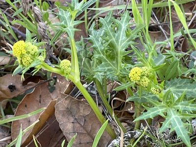 Sanicula laciniata, photographed by Dutza K.